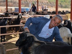 Kurbanlıklar Yeni Sahiplerini Buldu
