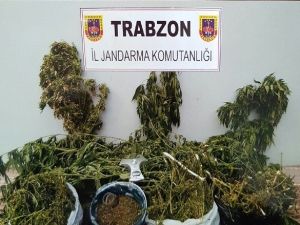 Trabzon’da Uyuşturucu Operasyonu