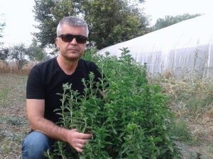 Pancar Şekerine Rakip Çıktı