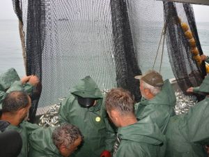 Denizde Palamut Bolluğu Yaşanıyor