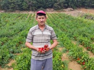 Kapya Biber Üreticisi Düşük Fiyattan Dertli
