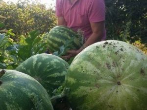 Karadeniz’de Karpuz Bereketi