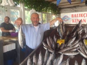 Balık Bollaştı, Fiyat Ucuzladı