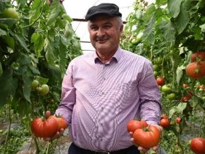 Seracılığın Yeni Gözdesi Söğüt