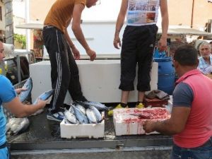 Marmara’da Palamut Bereketi