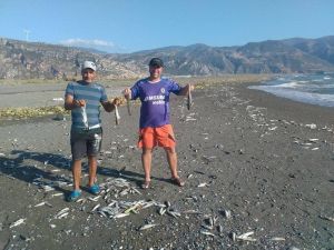 Hatay’da Binlerce Ölü Balık Sahile Vurdu