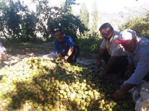 Kahramanmaraş’ta Ceviz Hasadı Başladı