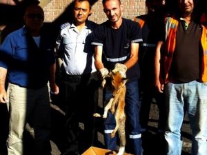 Kurnaz Tilki Bacaya Sıkıştı...