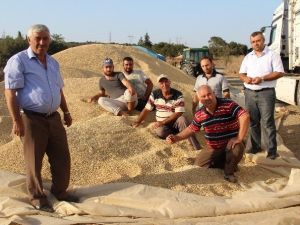 Çeltik Üreticisi Kan Ağlıyor