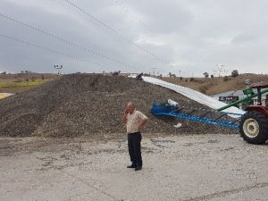 Havza’da Ayçiçeği Alımları Sürüyor