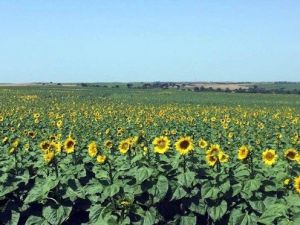 Tekirdağ’ın Şampiyonu Süleymanpaşa 51 İli Geride Bıraktı