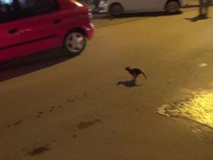 İtfaiyeden Kedi Kurtarma Operasyonu