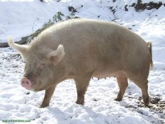 Domuz gribi isim değiştirdi!