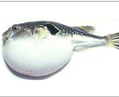 Bu balıkları sakın yemeyin!