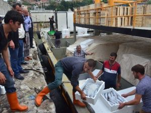 Zonguldak’ta Palamut Bereketi