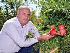 Nar Üretimi İkiye Katlandı