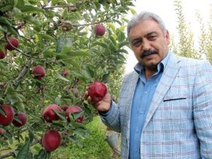 Karaman’da Elma Hasadı Buruk Başladı