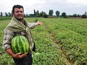 Organik Patatesten Sonra Karpuz Üretti, Tüm Türkiye’ye Sattı