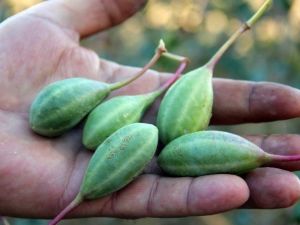 Doğadaki Sağlık Deposu Bitki ‘Kapari’