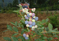 Mavi Altın RTEÜ'nün Takibinde