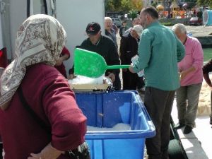 Karadeniz Kasabasında Balık Bolluğu