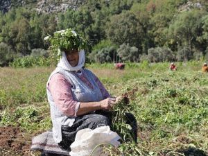 Türkiye’nin En Lezzetli Doğal Fıstığı Marmaris’te Yetişiyor