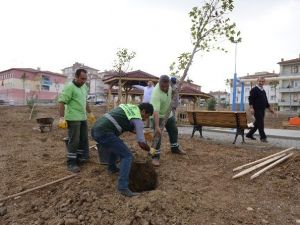 Çorum Belediyesi 13 Bin Ağacı Toprakla Buluşturdu