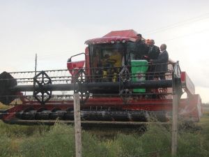 Çeltik Verimliliğinde Bafra Dünya Birincisi