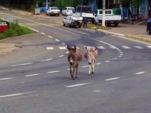 Başıboş Eşekler Kazaya Davetiye Çıkarıyor
