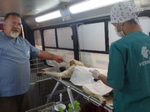 Tosya’da Sokak Köpekleri Kısırlaştırma Operasyonu
