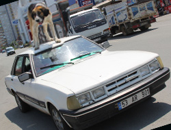 Köpeği Serinletmeye Ceza Geldi