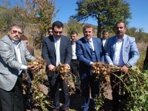 Türkiye’nin İlk ’Beyaz Patates’ Hasadı Yapıldı