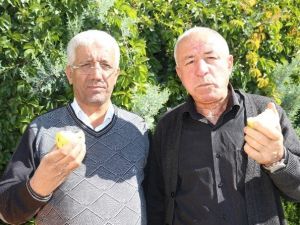 Niğde’de Elma Hasadı Başladı