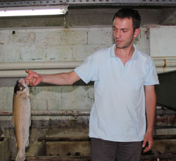 Rize'de Balıklar Ölüyor !