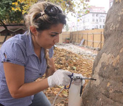 Rize Belediye Parkındaki Ağaçlar İlaçlandı