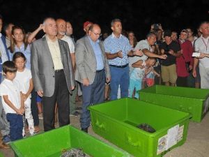 Dekamer’de Tedavileri Tamamlanan Deniz Kaplumbağaları Denize Bırakıldı