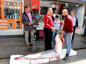 183 Santim Uzunluğunda Ve 152 Kiloluk Dev Yayın Balığı