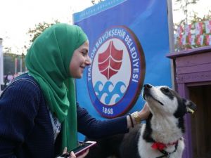 Trabzon’da Sokak Hayvanları Unutulmadı