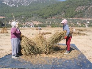 Muğla Susamına Japon İlgisi