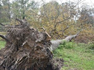 Sinop’ta Ağaçlar Devrildi
