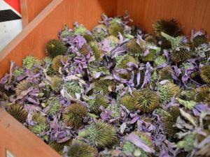 Soğuk Algınlığının Çaresi Ekinezya