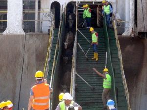 İthal Edilen 20 Bin Besilik Sığır Mersin’de