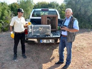 Yaralı Tilki Tedavisinin Ardından Doğaya Salındı