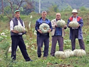 Sakarya’da Balkabağı Hasadı Başladı
