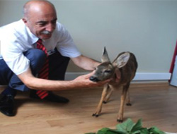 Karaca Yavrusuna Şefkat Eli