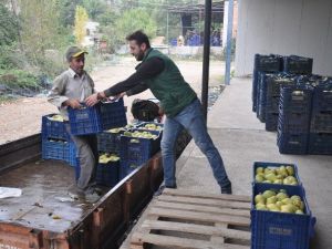 Armut Üreticisi Fiyattan Yakınıyor