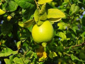 Limon Üreticisinin Yüzü Güldü