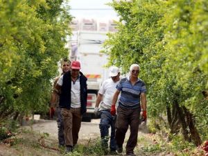 Nar Üreticisini Rus Pazarı Da Sevindiremedi