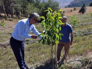 Gümüşhane’de Yıllarca Yanlış Tür Ceviz Dikilmiş
