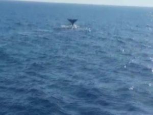 Sevimli Balina Çifti Marmaris Sularında